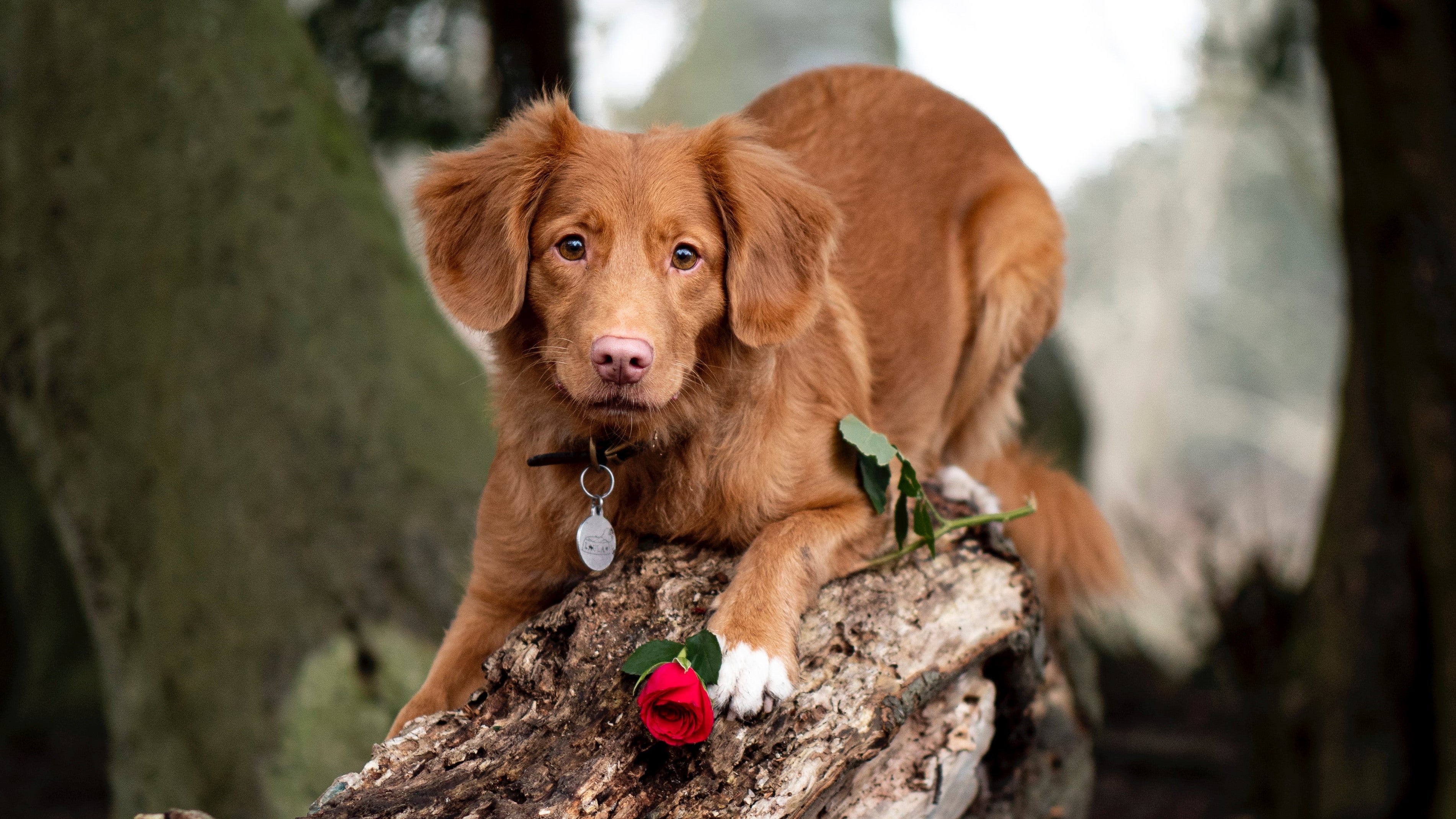 愛犬とバレンタインデーを過ごすための素晴らしいアイデア