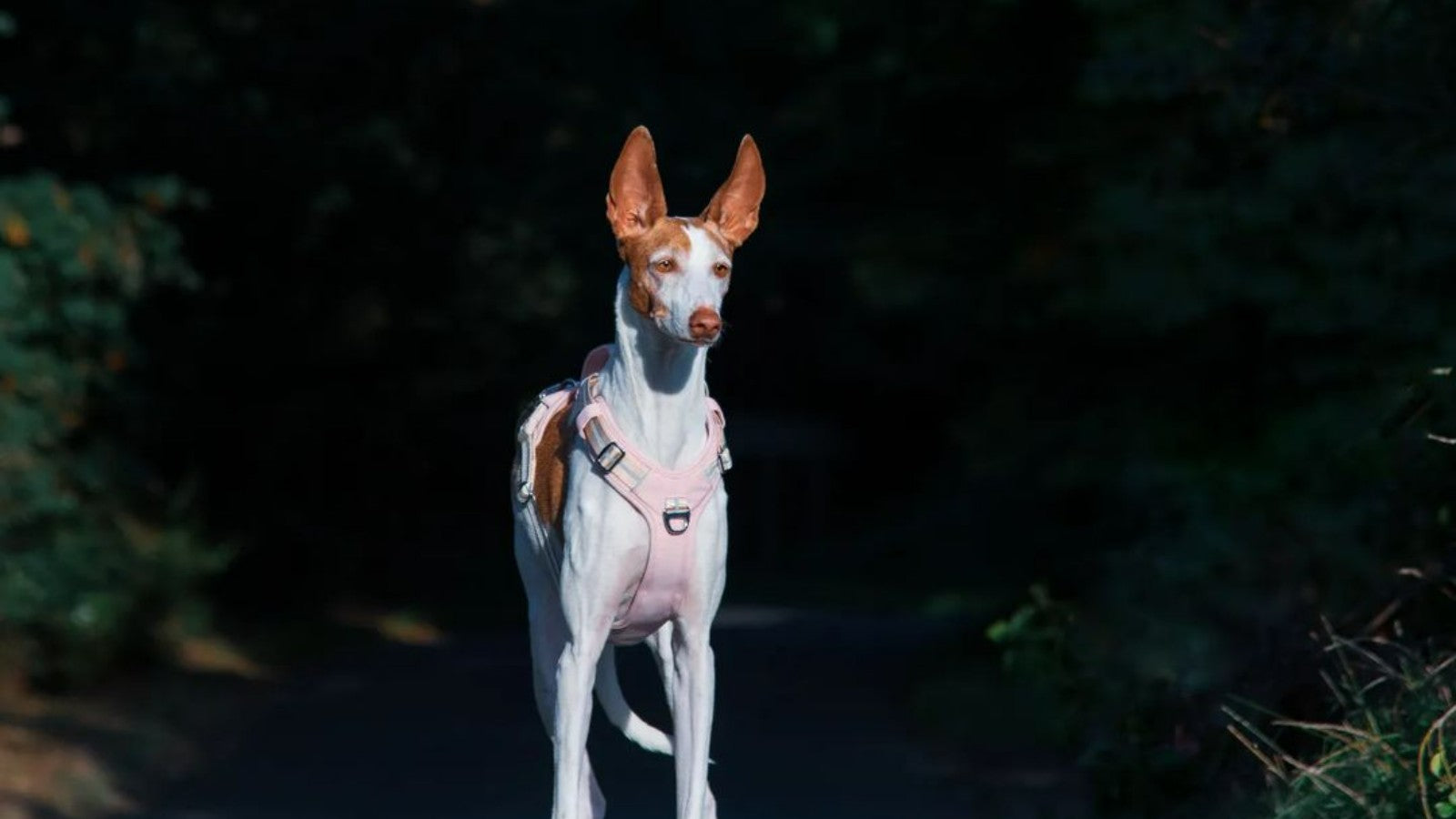 BELLA & PAL Motion Pro Reflective Dog Harness in Crystal Pink for Medium Dogs