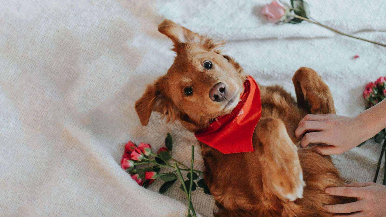 愛犬へのバレンタインギフトガイド