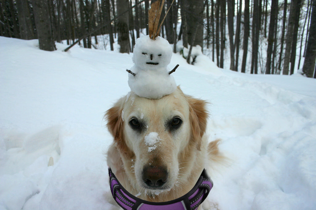 愛犬と一緒に冬の雪遊び