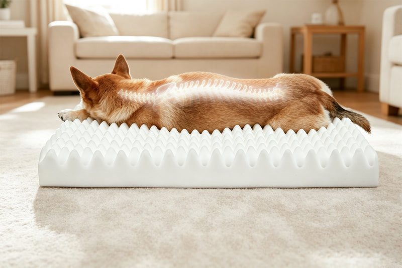 Support - Bella & Pal Orthopedic Dog Bed