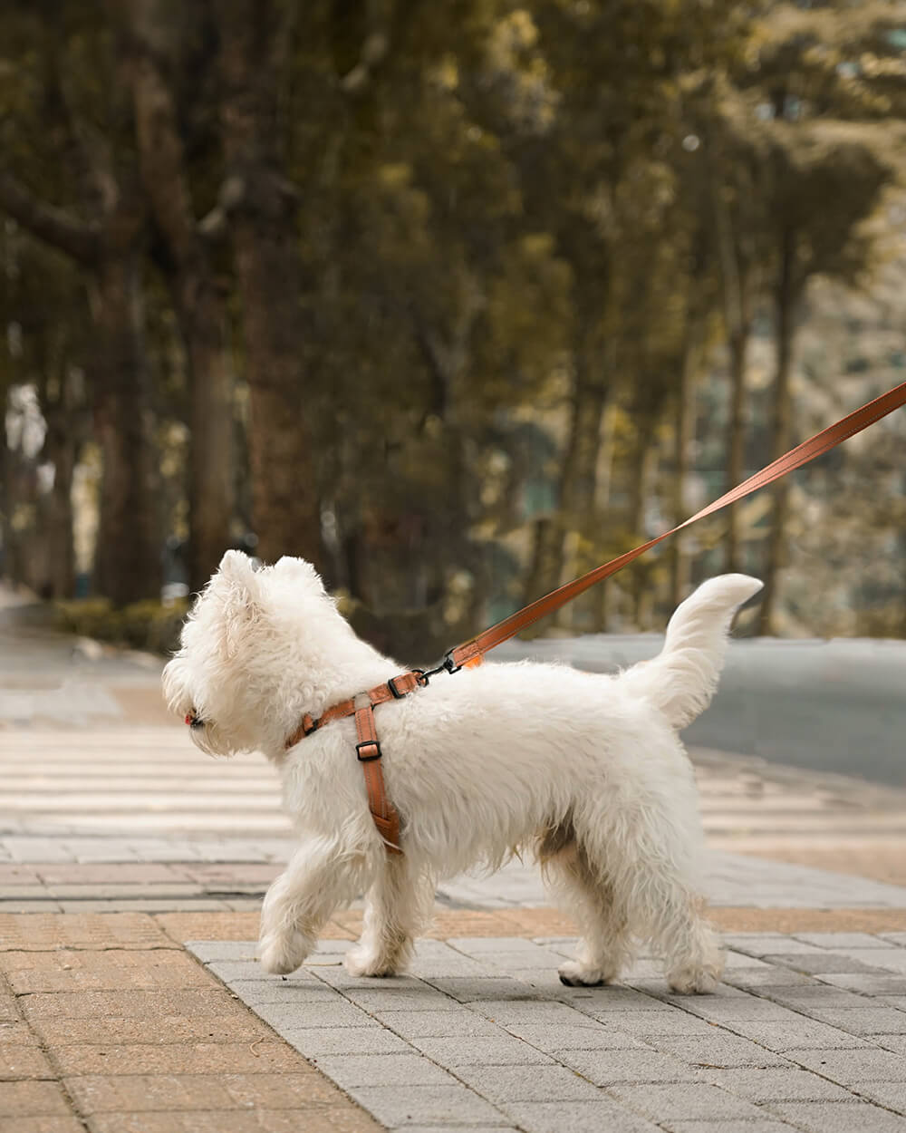 OxyMesh Flexi Step-in Harness and Leash Set - Mocha