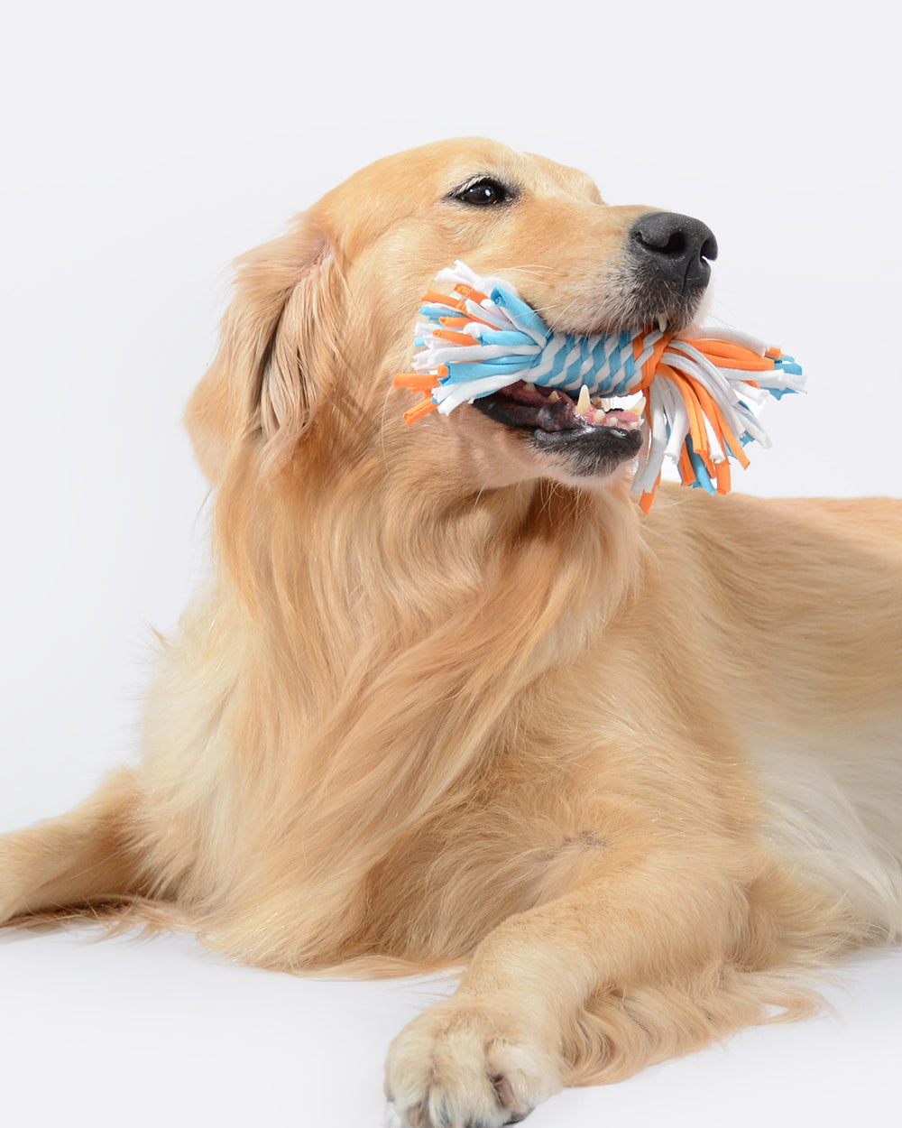 綿の歯が生える噛む結び目の犬のおもちゃ